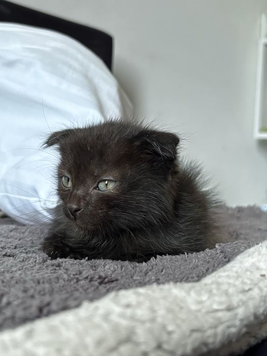 отдам котенка в добрые руки