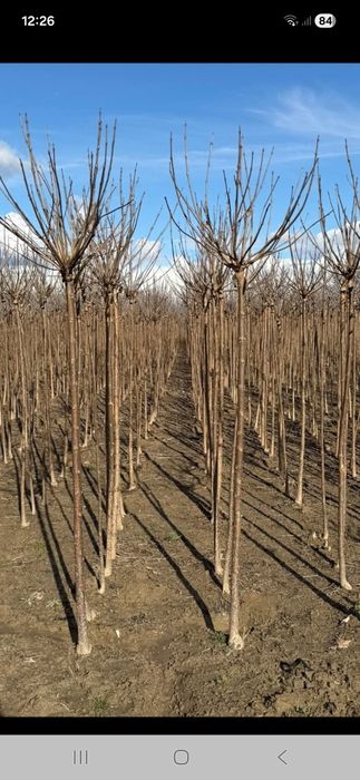 Vînd plante ornametale diferite mărimi