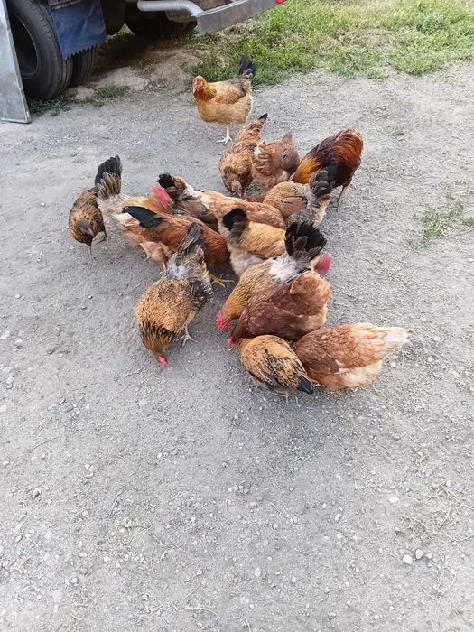 Продаётся Кучинские куры