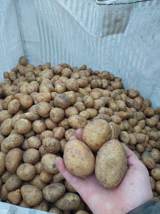 Cartofi sămânța Paradiso