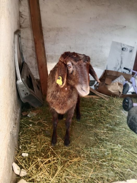 Бордақы ұрғашы тоқты