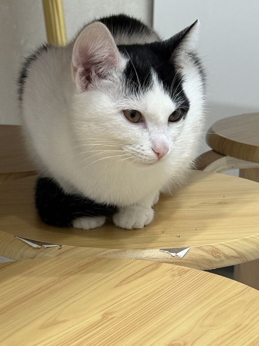 Кошка отдам хорошие руки