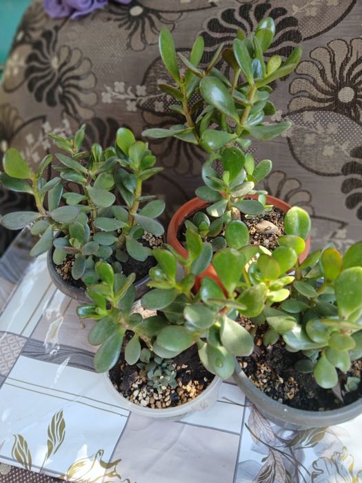Продам алое и толстянку денежное дерево