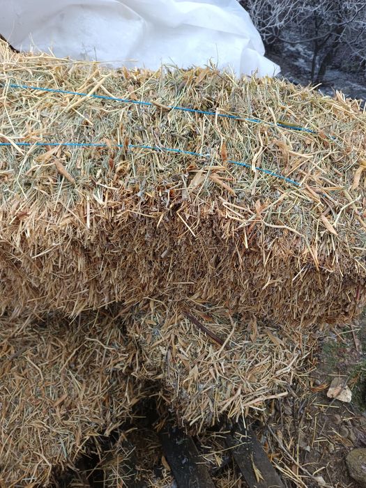 Vând baloti de mazare