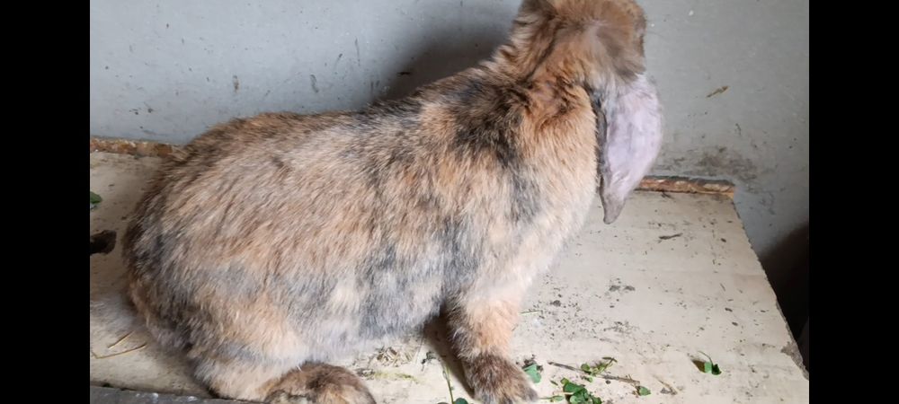 Кролики французский баран