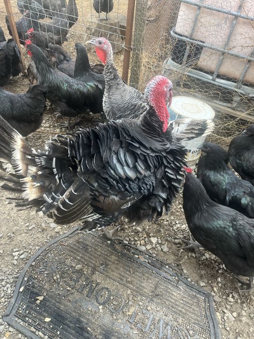 Vand , un curcan si doua curci de anul trecut .