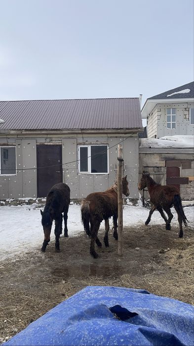 Семіз тай сатылады