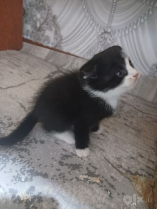 Zotdor Shotlandiya Fold (Scottish Fold) mushukchalari sotiladi!