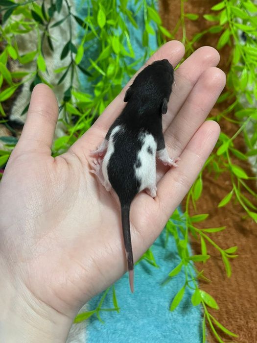 Крысы малыши (крысята,крыса)