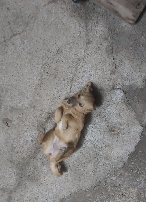 Отдам щенка девочка