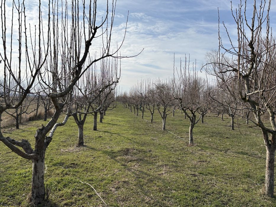 Livada si teren de casa localitatea Hitias, jud Timis