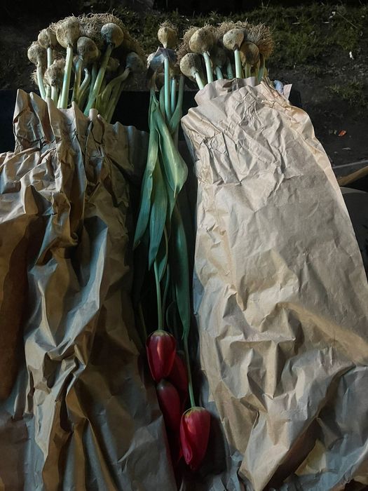 Тюльпаны Голландские