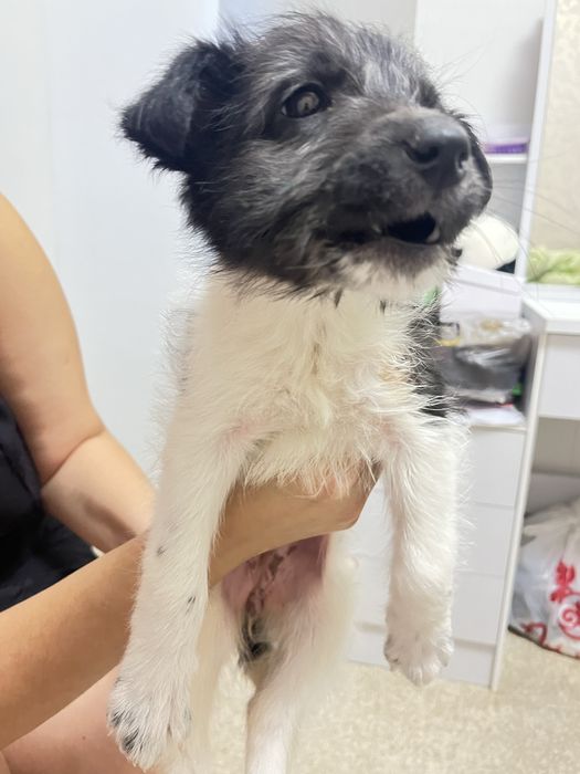 Отдам щенка девочку