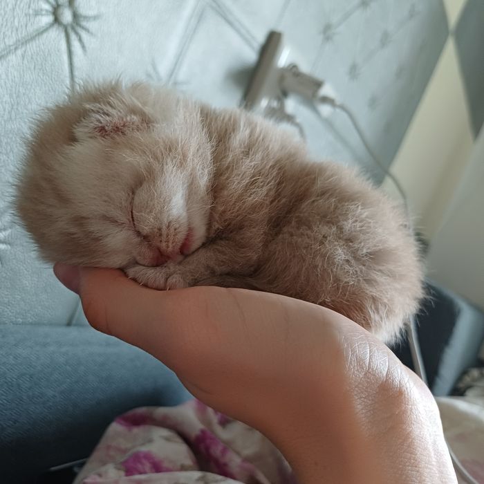 котенок веслоухий шотландец