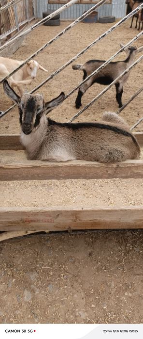 Еркек, ұрғашы лақтар сатылады