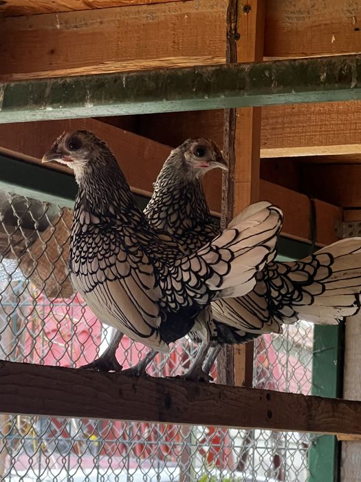 Vând păuni , fazani , gaini  moțate olandeze, sebright , porumbei