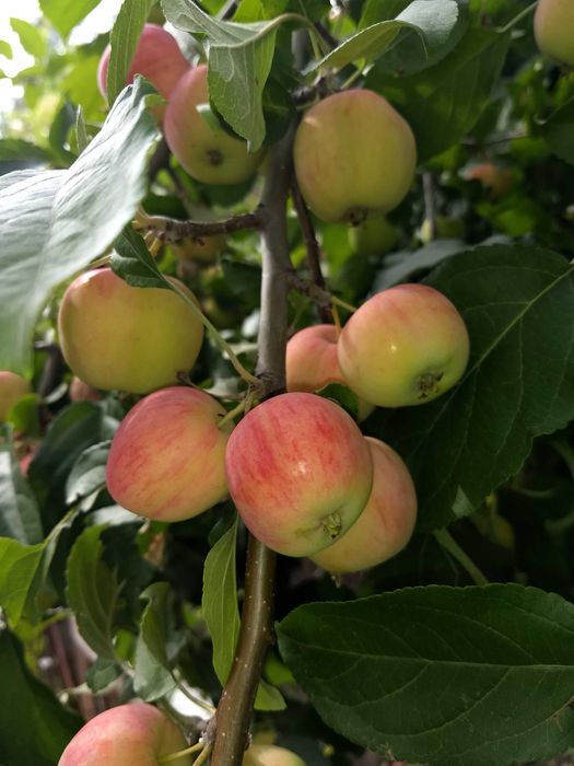 Продам дачу. Общество Энергетик