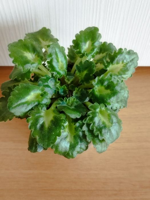 Продам комнатные растения