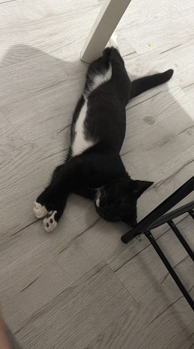 Отдаём чёрно-белого котика