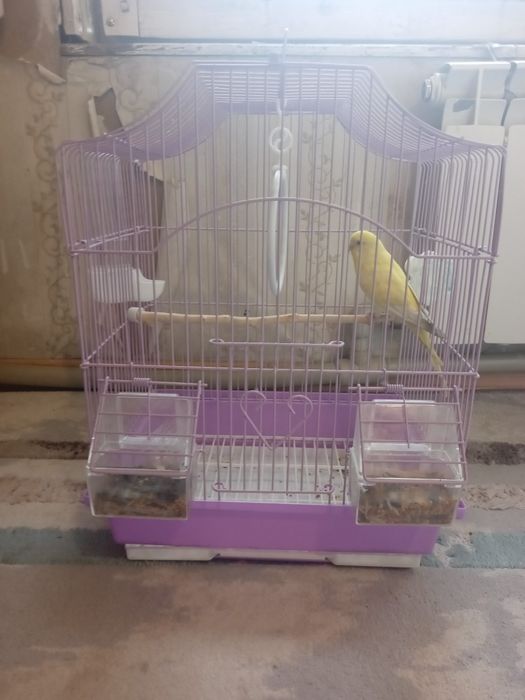 Папугай сатылады
