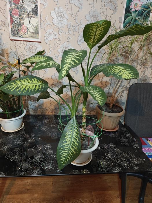 Растение Диффенбахия