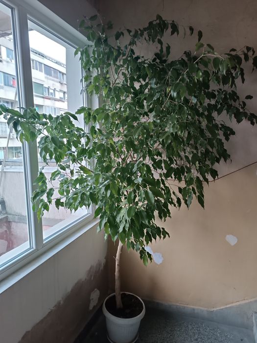 Бенджамин 3 метра