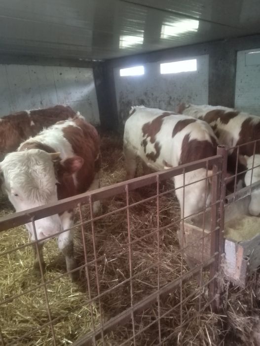 Vind viței între 300 și 800 kg