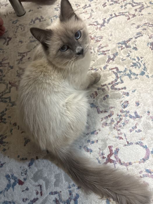 Отлам даром котика