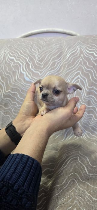 Малыши породы Чихуахуа