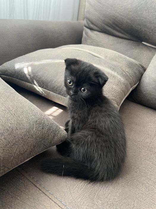 Шотландско клепоухо коте