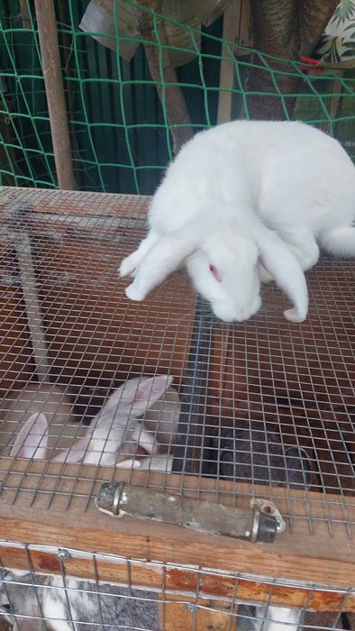 Домашние кролики