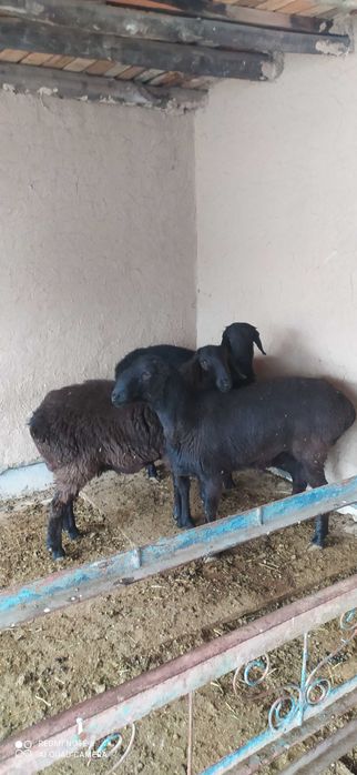 Qochqorla sotaman 3ta