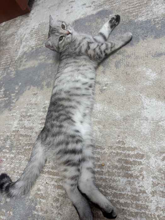 Продам Iphone 17 prо