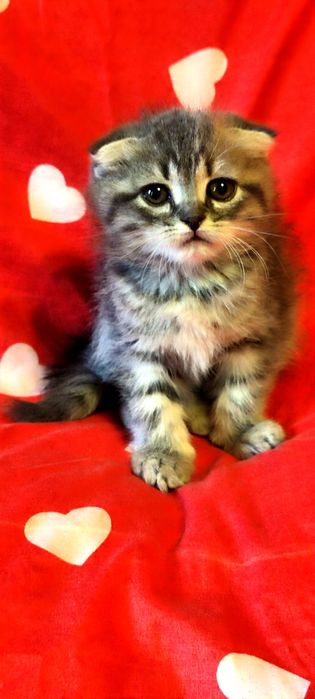 Продаются шотландские вислоухие