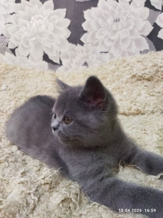 Продается чистокровный британский котенок