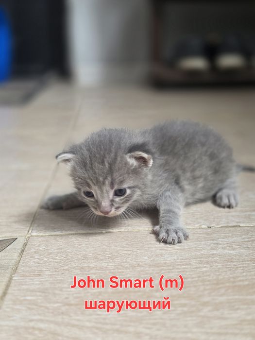 Котёнок домашний