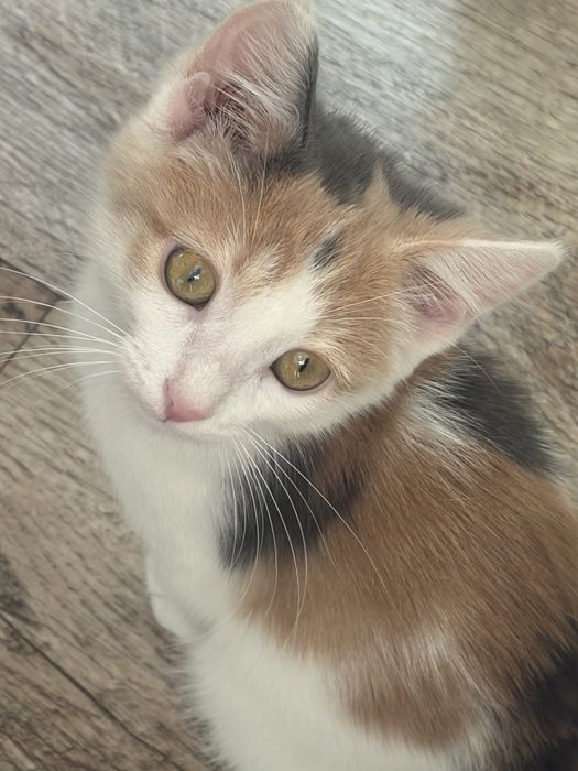 Кошка,котенок в добрые руки !