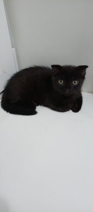 Продам породистого котенка