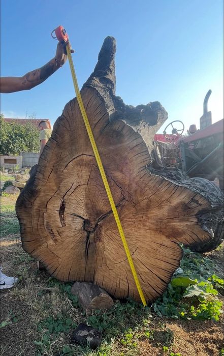 Lemn stejar foarte vechi