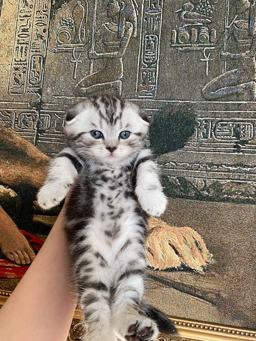 Остался шикарный мальчик шоколадный