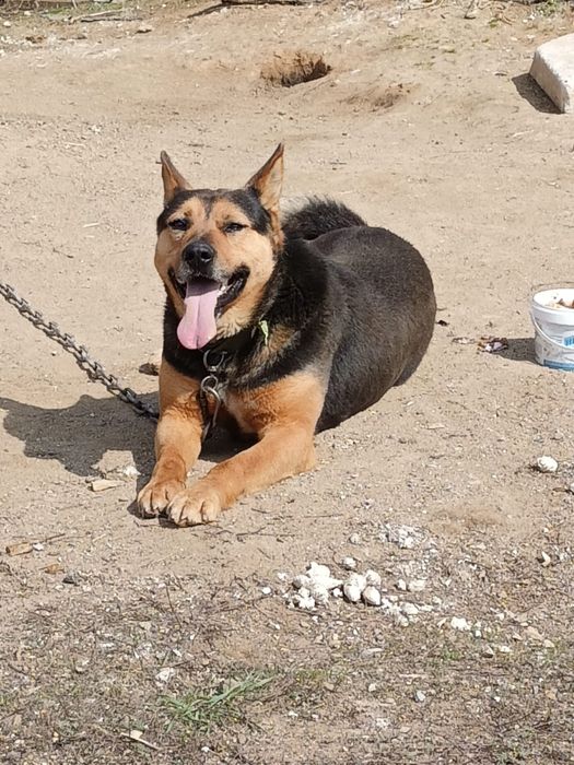 Ит тиген берем жаксы охранник