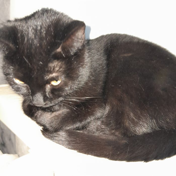 Отдам котиков срочно