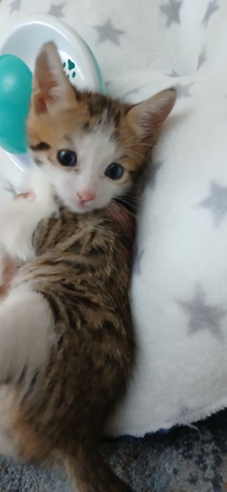 Продается гибрид котенок