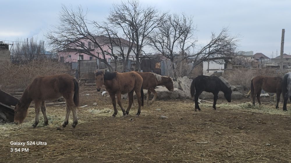 Жабағылар, тайлар