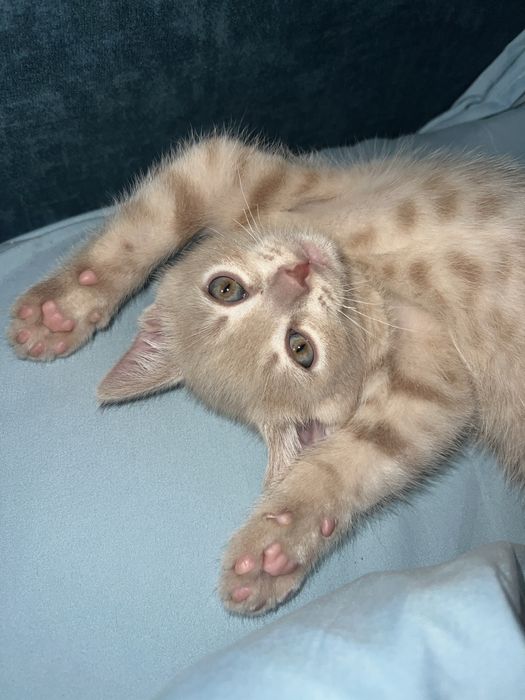 Котенок мальчик продаеться