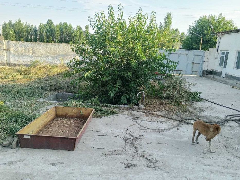Ferma  sotiladi, 13.3 sotx  40 ta buqa yoki ot boqishga mo'ljallangan