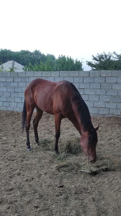 Шұлық киген жігіттердің порно видеосы