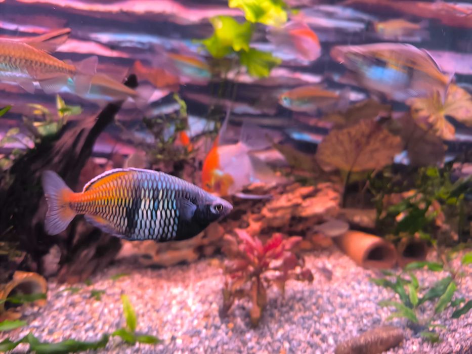 Меланотения Боесмани рейнбол