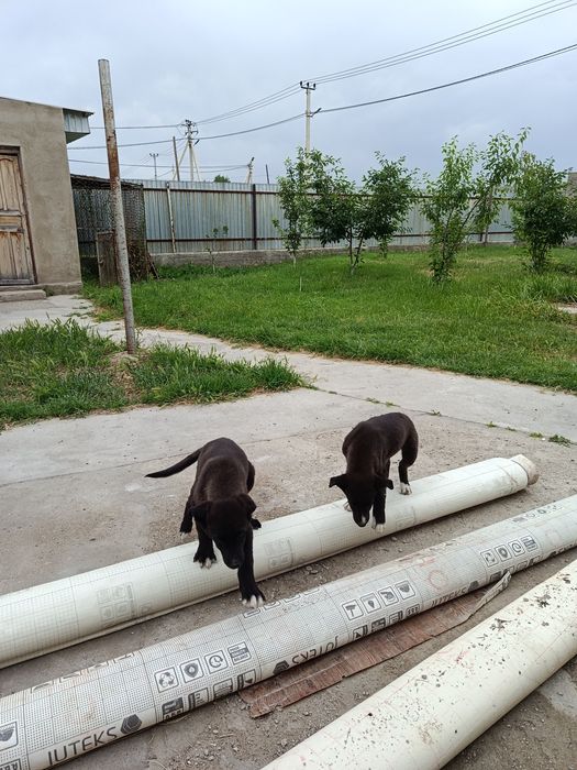 Щенки мальчик девочка