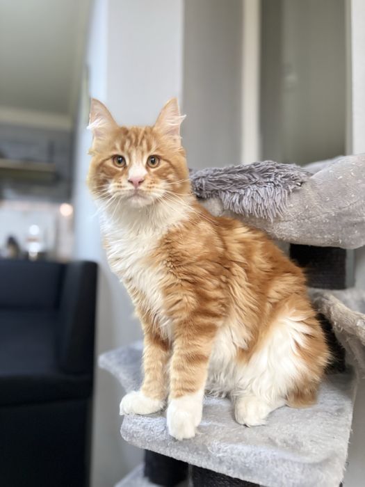 Maine Coon baietel EXTRA PUPACIOS!